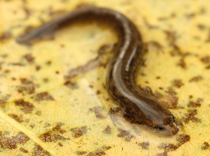 Northern Two-lined Salamander larva 